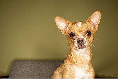 《火焰之纹章 结合》新角色布修隆 对话战斗演示公布